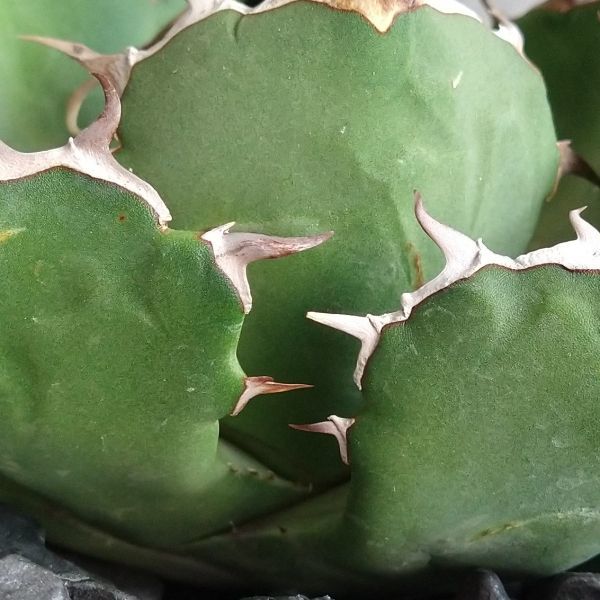 イランナーセリー選抜株 ドラゴンクロウ イラン直輸入株 アガベ