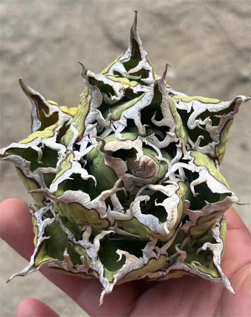 ♡希少♡ディジー&コロ ニットポーチ サンリオ レトロ 編み物 サンリオ