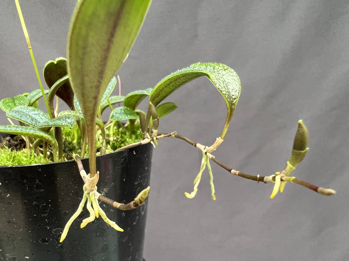 洋蘭 原種 ポログロッサム属 Porroglossum eduardii花ナシ 葉5枚 第四