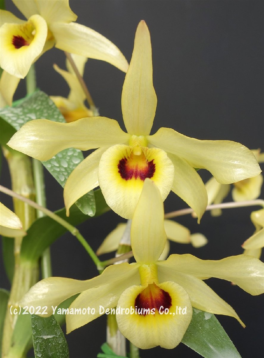 洋蘭 デンドロビューム 原種（選抜個体）Den. friedericksianum 'Elsa
