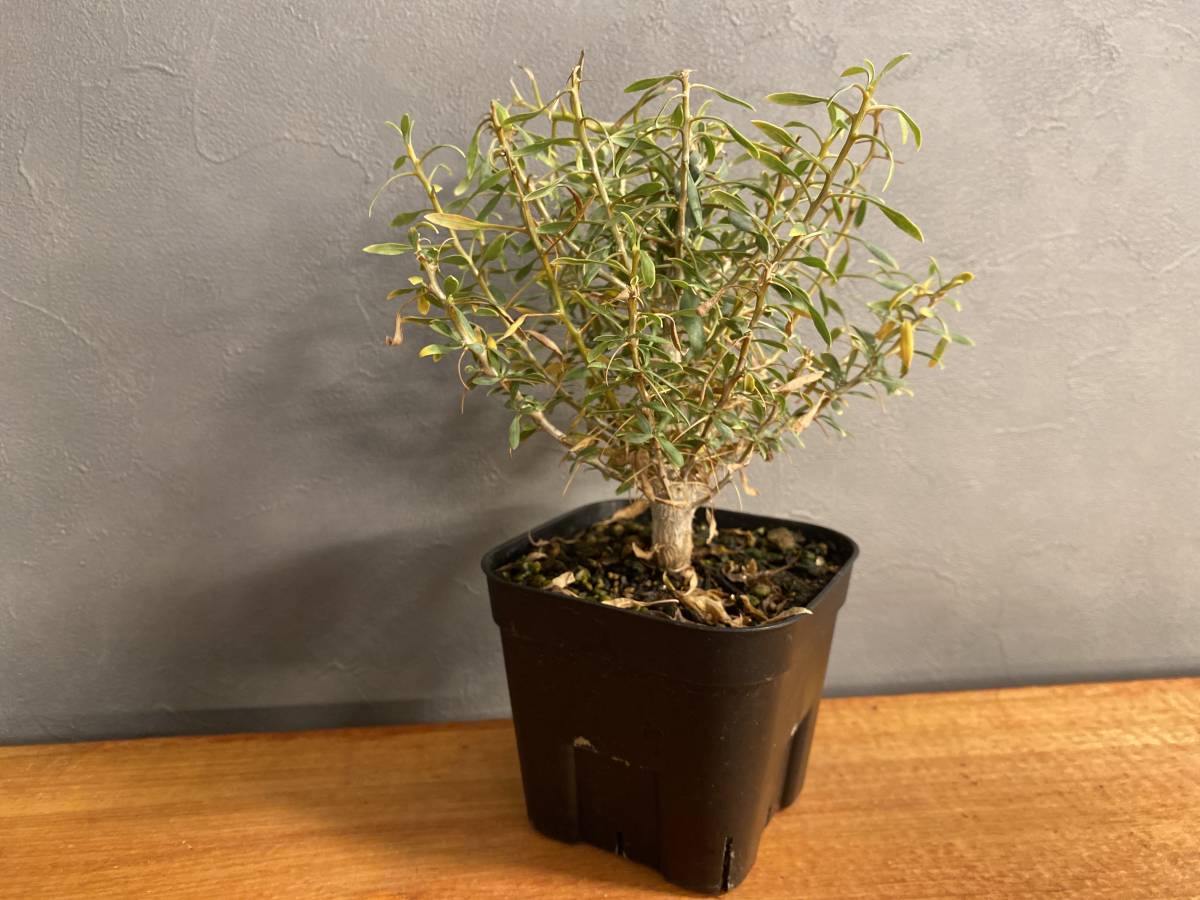 1 フォークイエリア コルムナリス Fouquieria columnaris 実生