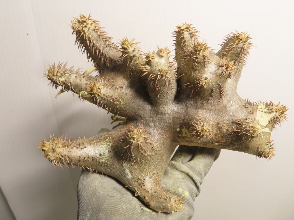 サ6109 「塊根植物」パキポディウム ブレビカリックス 抜き苗【最新