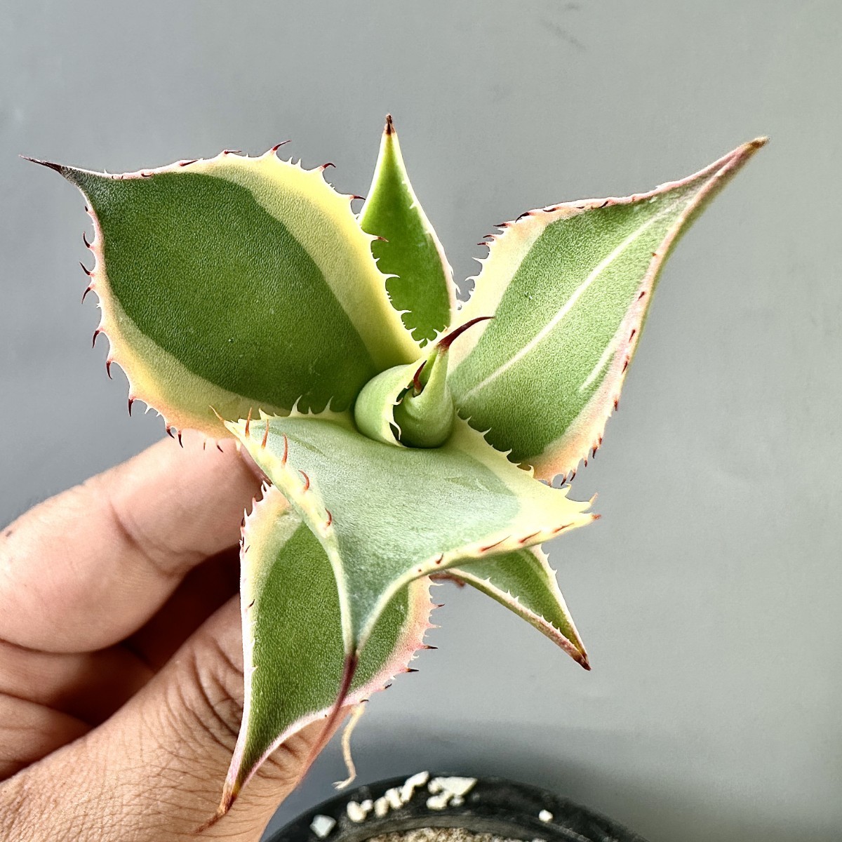 2026年最新Yahoo!オークション MM23 貴重な希少種 アガベ パリー