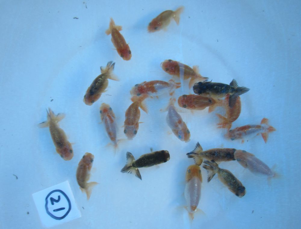 ★安心の通販実績　㈱水島らんちゅう販売★【日らん東大関系統】20号　種、観賞用当歳魚　19匹セット No.21