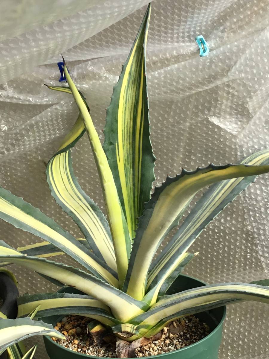 アガベ アガベ アメリカーナ錦 鮮明な中斑入り品です。特に黄色の発色