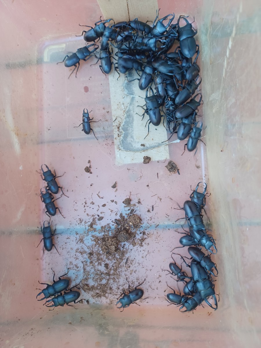 千葉発　コクワガタ♂45匹♀5匹　自然採取