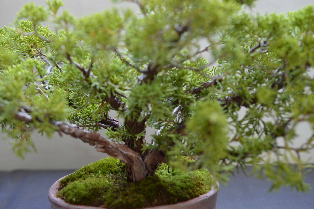 小品盆栽素材、糸魚川真柏（姫性）_6