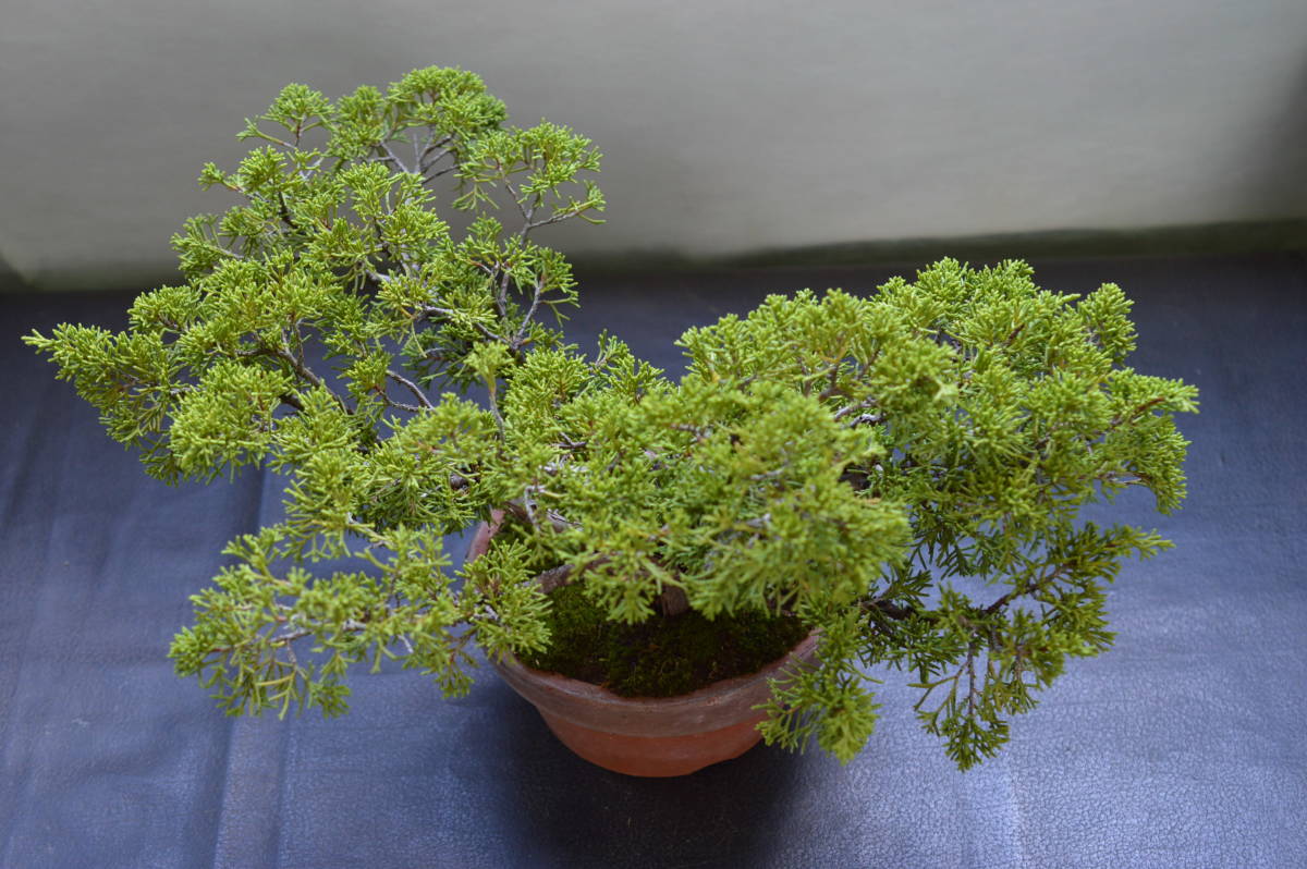 小品盆栽素材、糸魚川真柏（姫性）_7