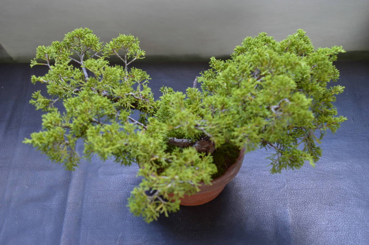 小品盆栽素材、糸魚川真柏（姫性）_8