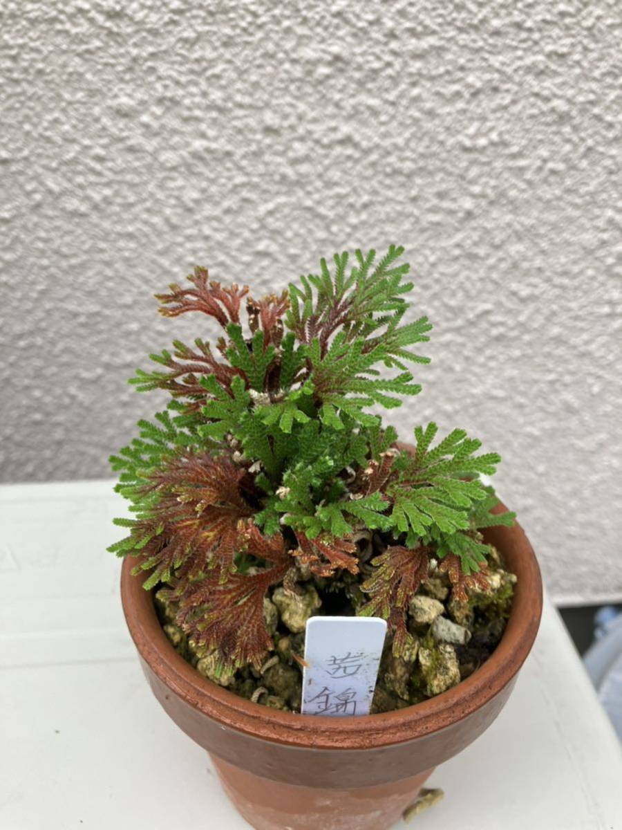岩ヒバ 茜錦 山野草 いわひば イワヒバ 巻柏 岩松(盆栽)｜売買された