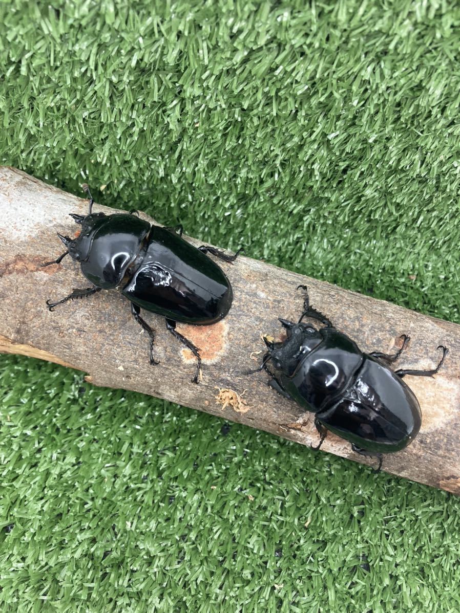 即ブリ 大型♀×2】タランドゥスオオツヤクワガタ53.00mm♀×2 タランドゥス