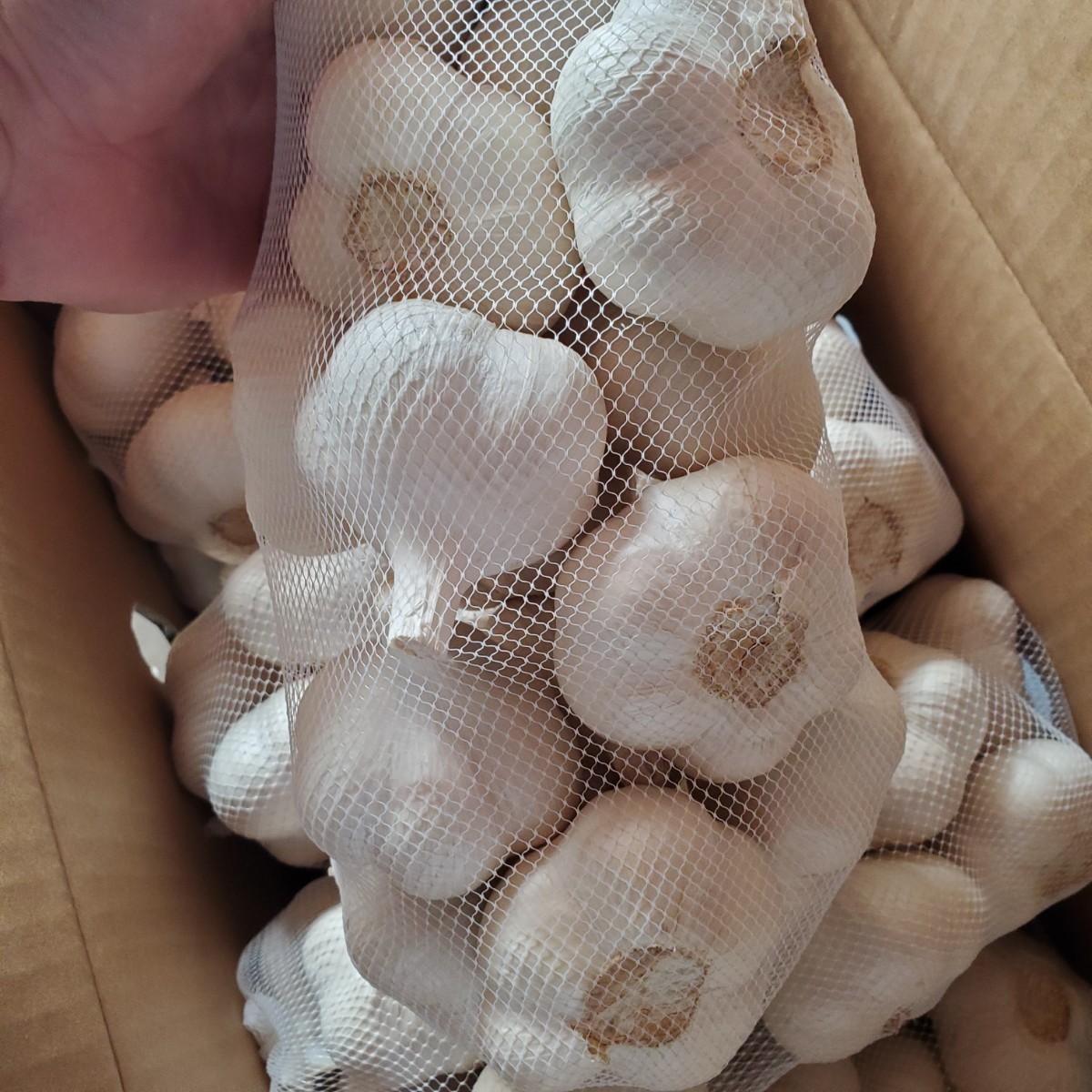 青森県産　　Ｌサイズ　　2kg　にんにく　福地ホワイト六片種