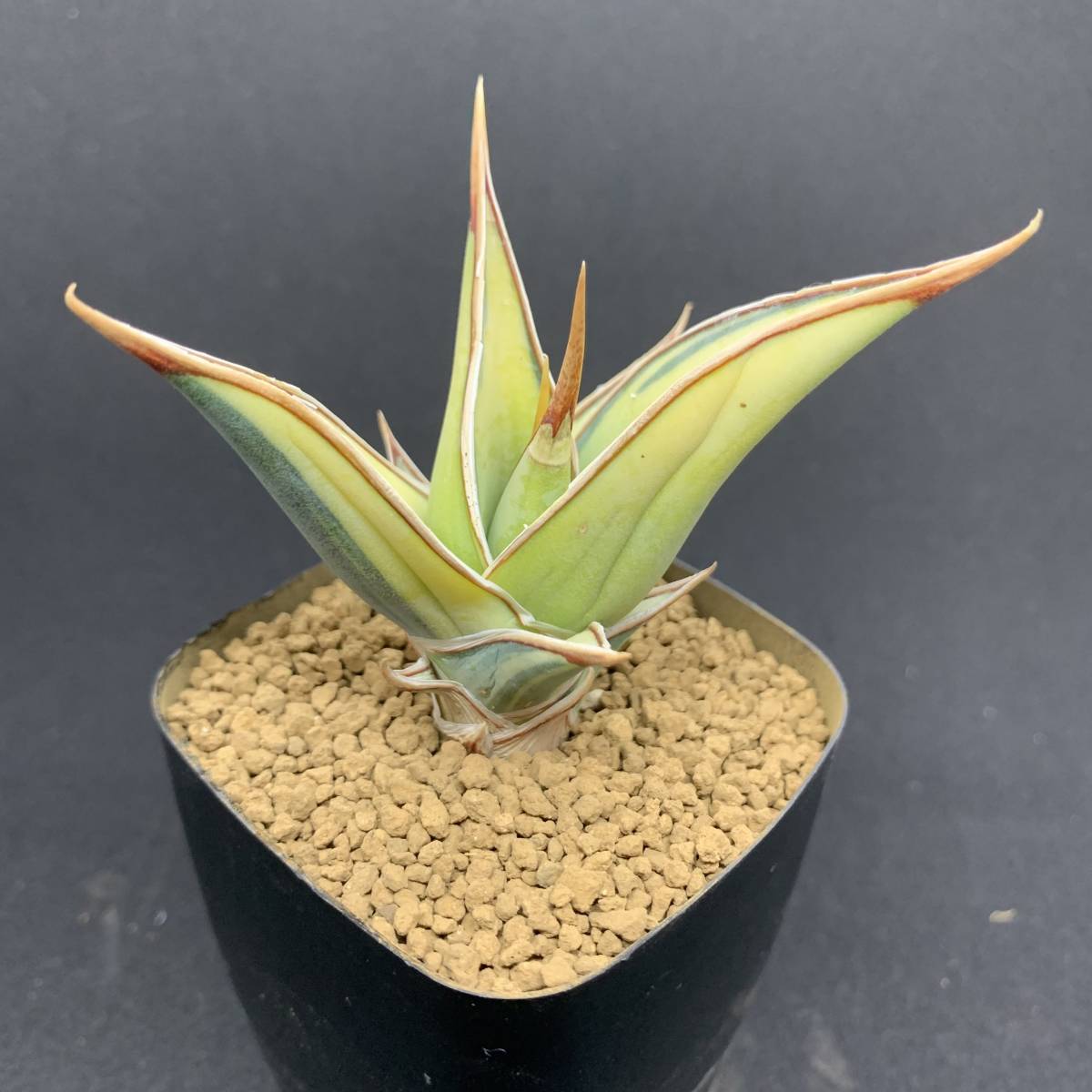 希少レア】多肉植物 サンスベリア ピンギキュラ錦 Sansevieria
