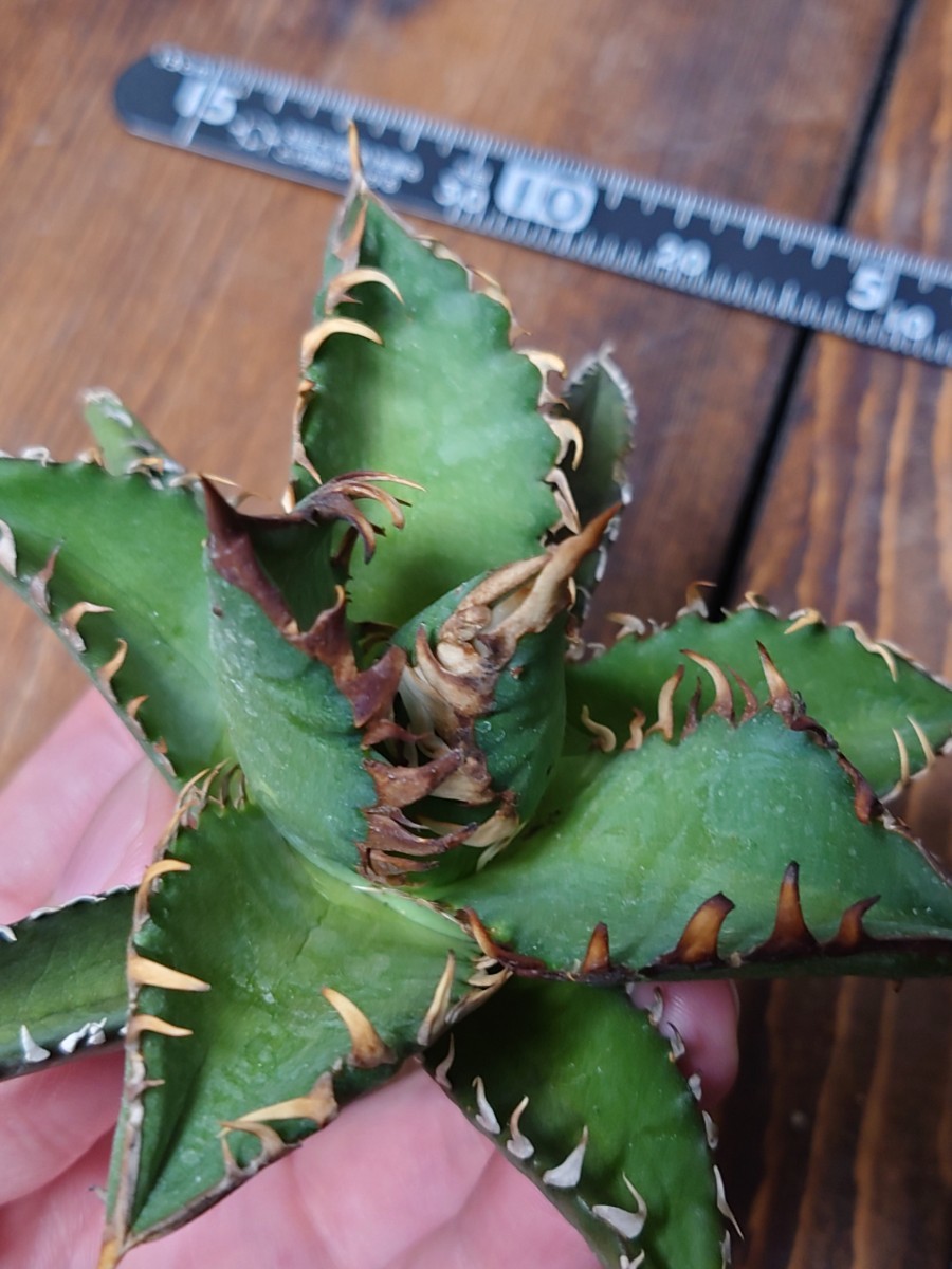 アガベ チタノタ titanota 多肉植物 レッドキャットウィーズル赤猫