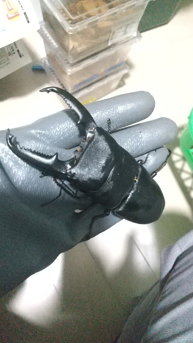 ■■　パラワン 幼虫 (種♂113.0×種♀57.5) 初令～２令幼虫 ５頭セット■ パラワンオオヒラタ ■■ 大型血統 即決 早い者勝ち ■■