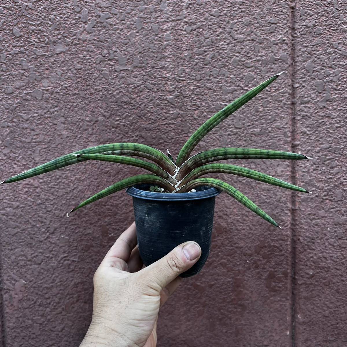 Pof Sansevieria sp. Zululand South Africa sp. サンスベリア 