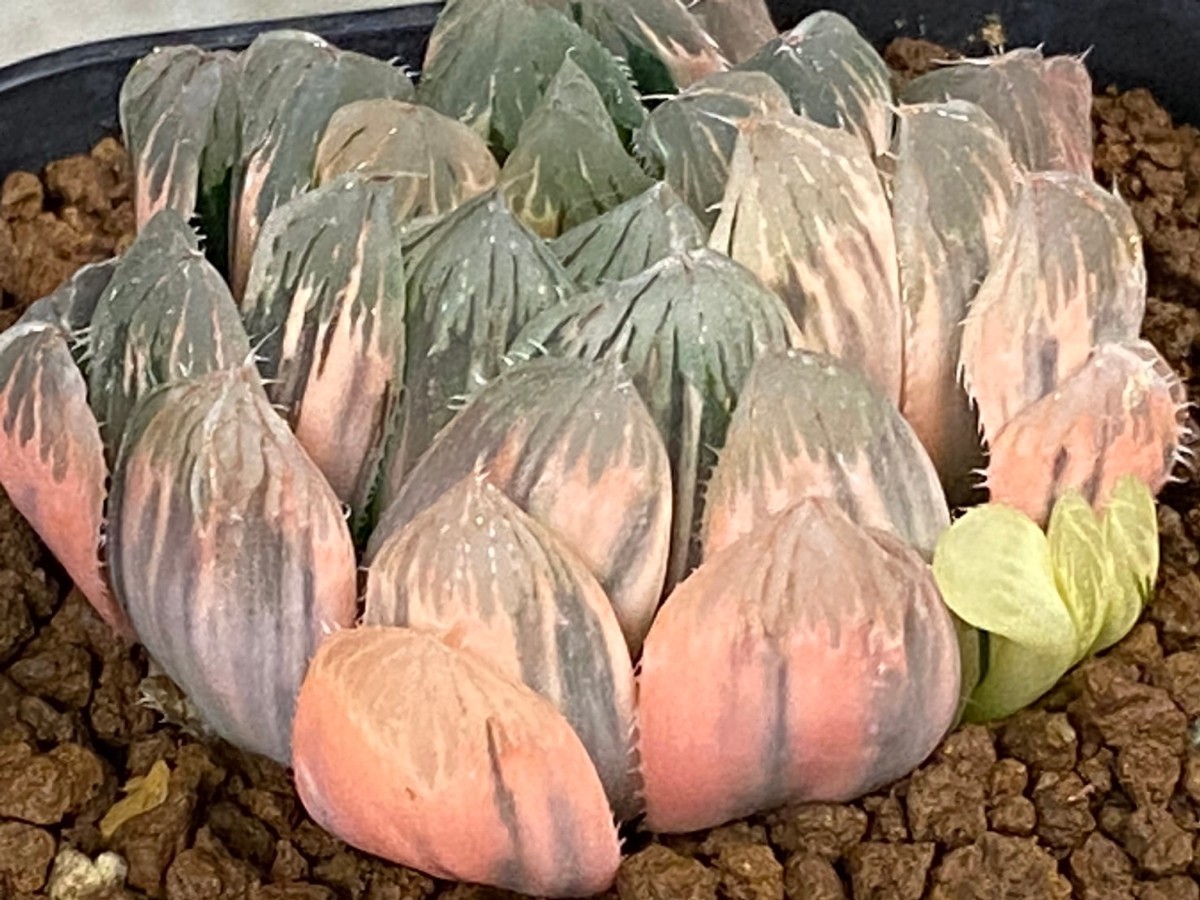 多肉植物 ハオルシア オブツーサ 赤い鳥 荻原NO.2 多肉植物 赤い鳥