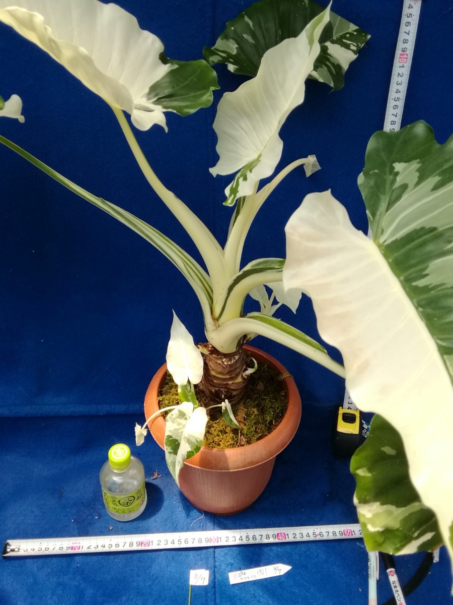 NO.0807 斑入り 古典 白斑入クワズイモ 大 観葉植物 インテリアにも