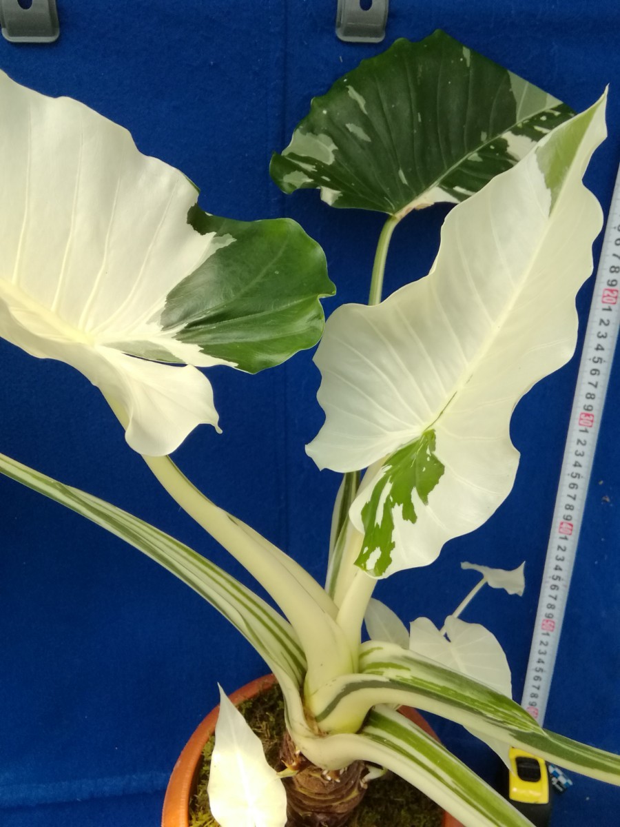 NO.0807 斑入り 古典 白斑入クワズイモ 大 観葉植物 インテリアにも