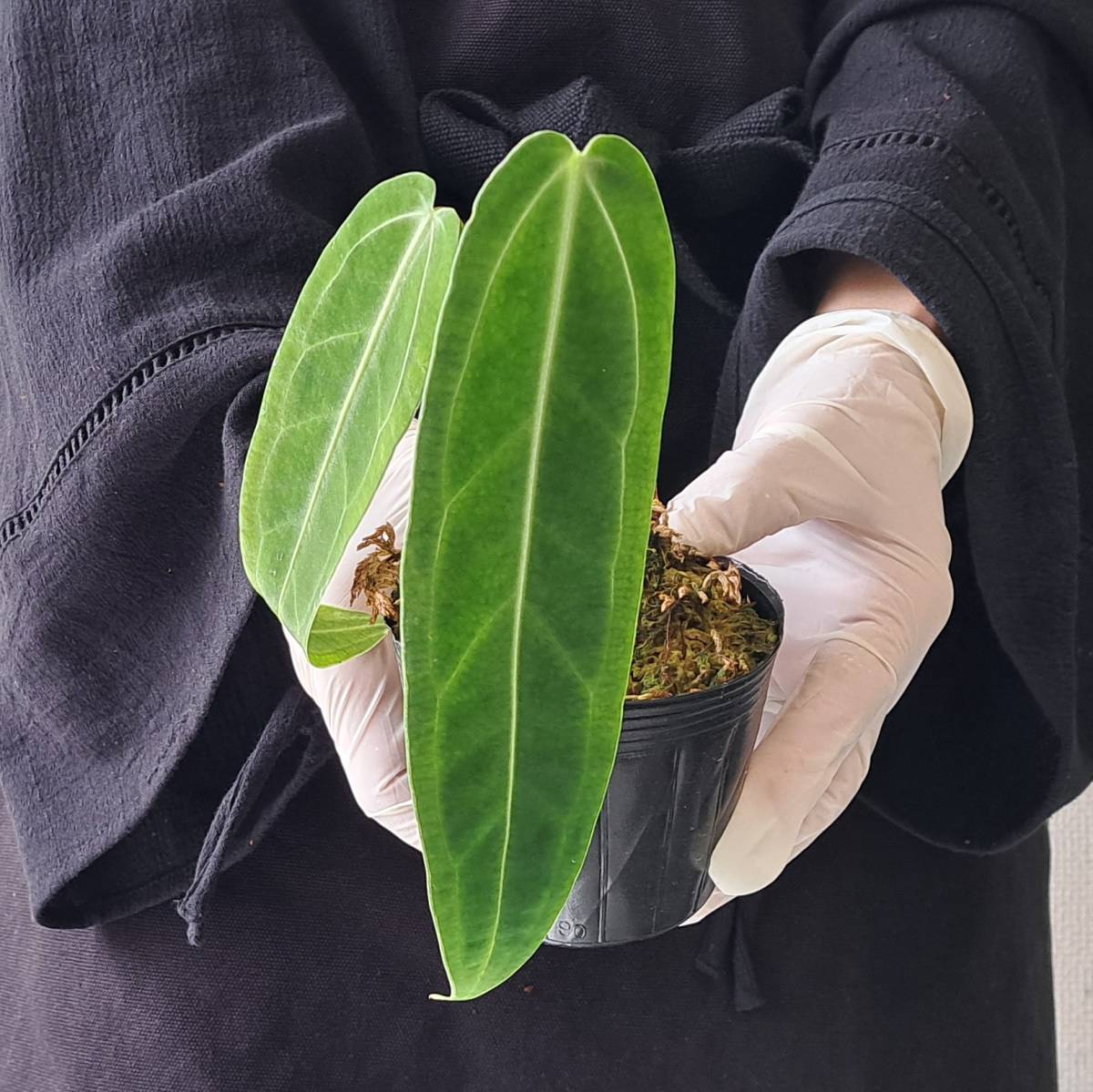 アンスリウム ワロクアーナム │ Anthurium Warocqueanum 新品