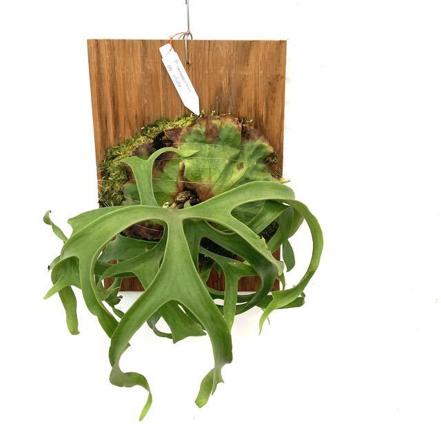 (現品) コウモリラン コロナリウム cv.ホワイト (No.40955) (ビカクシダ Platycerium coronarium cv.white)