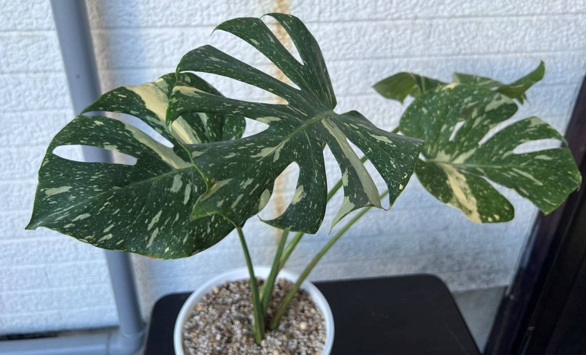 モンステラ デリシオーサ 黄斑　大株 veil plants】極美モンステラ デリシオーサ タイコンステレーション