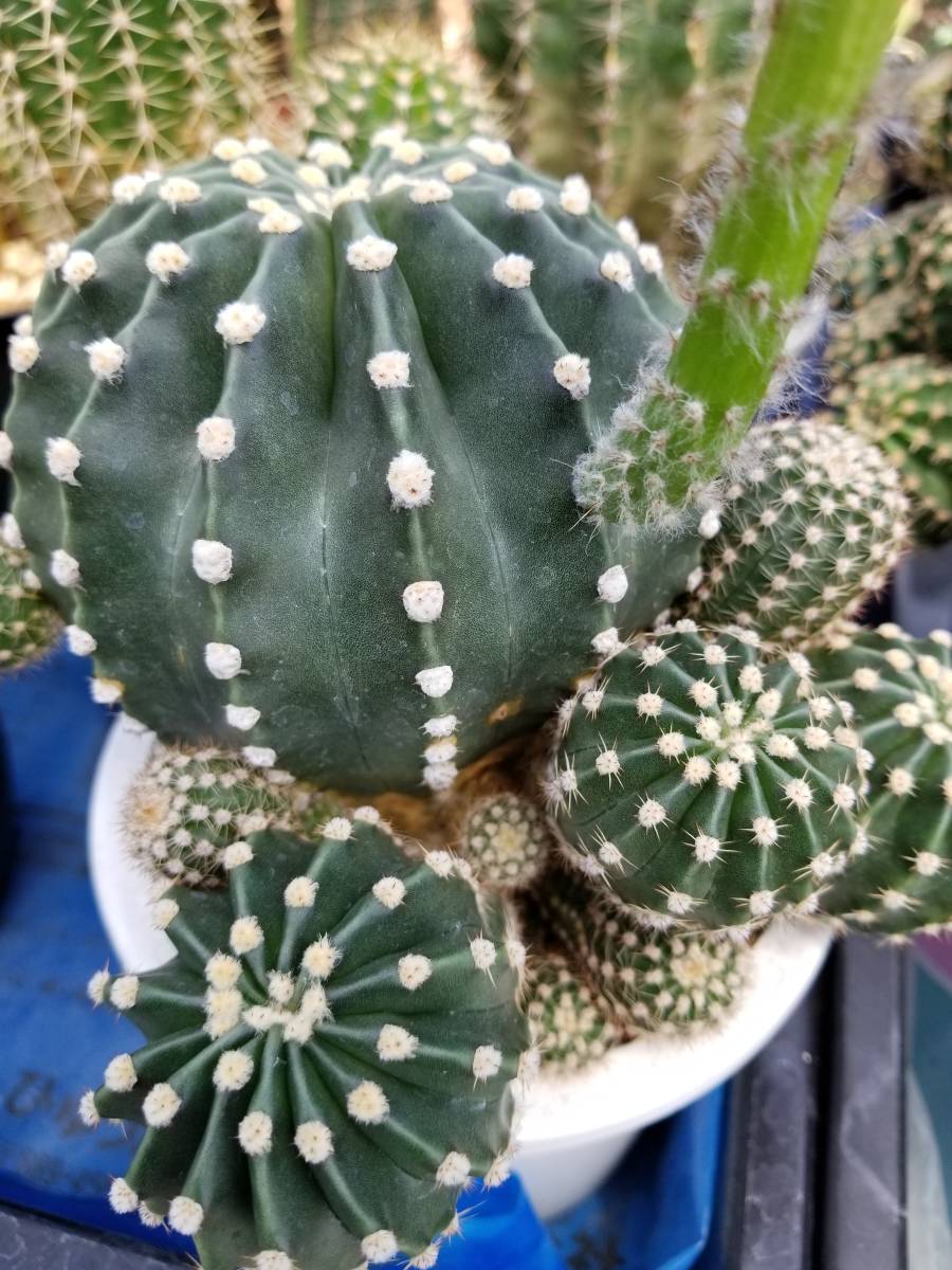 花サボテン・紫式部・群生株