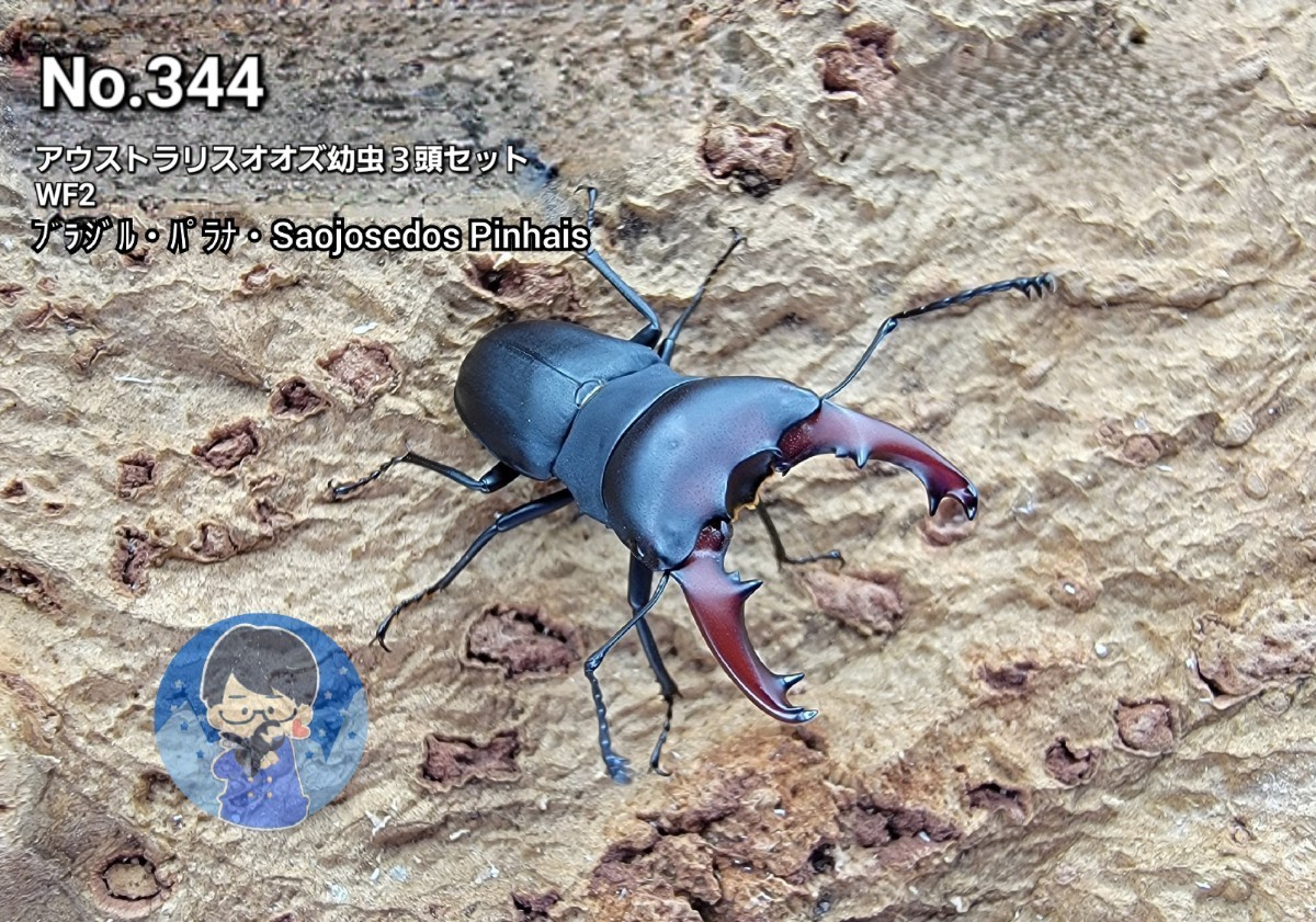 【No.344】アウストラリスオオズ幼虫３頭セット(商品説明を必ずご覧ください)