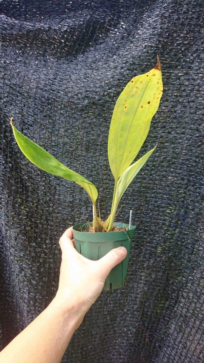 洋蘭 原種 未開花 Stanhopea sp #06【Hp】