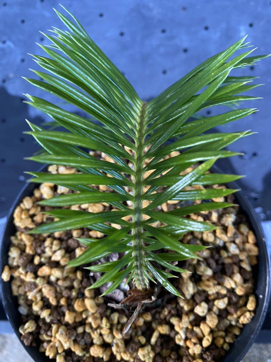 松葉ソテツ(カニ葉) No.27 黄金ソテツ等各種販売