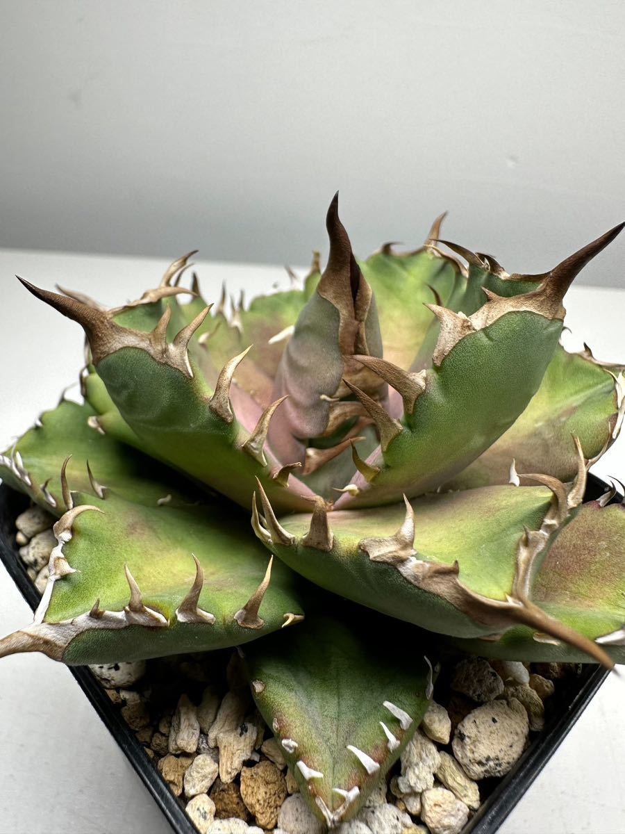 アガベ チタノタオテロイ実生 選抜 連棘 アガベ チタノタオテロイ実生 選抜 連棘 8/17更新 アガベチタノタ 連刺