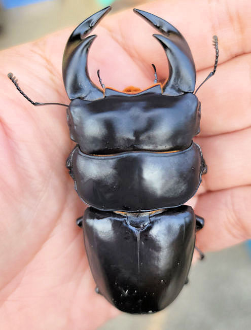 オオクワガタ 標本 85.8㎜ （触る！撮る！驚く！ふれあい