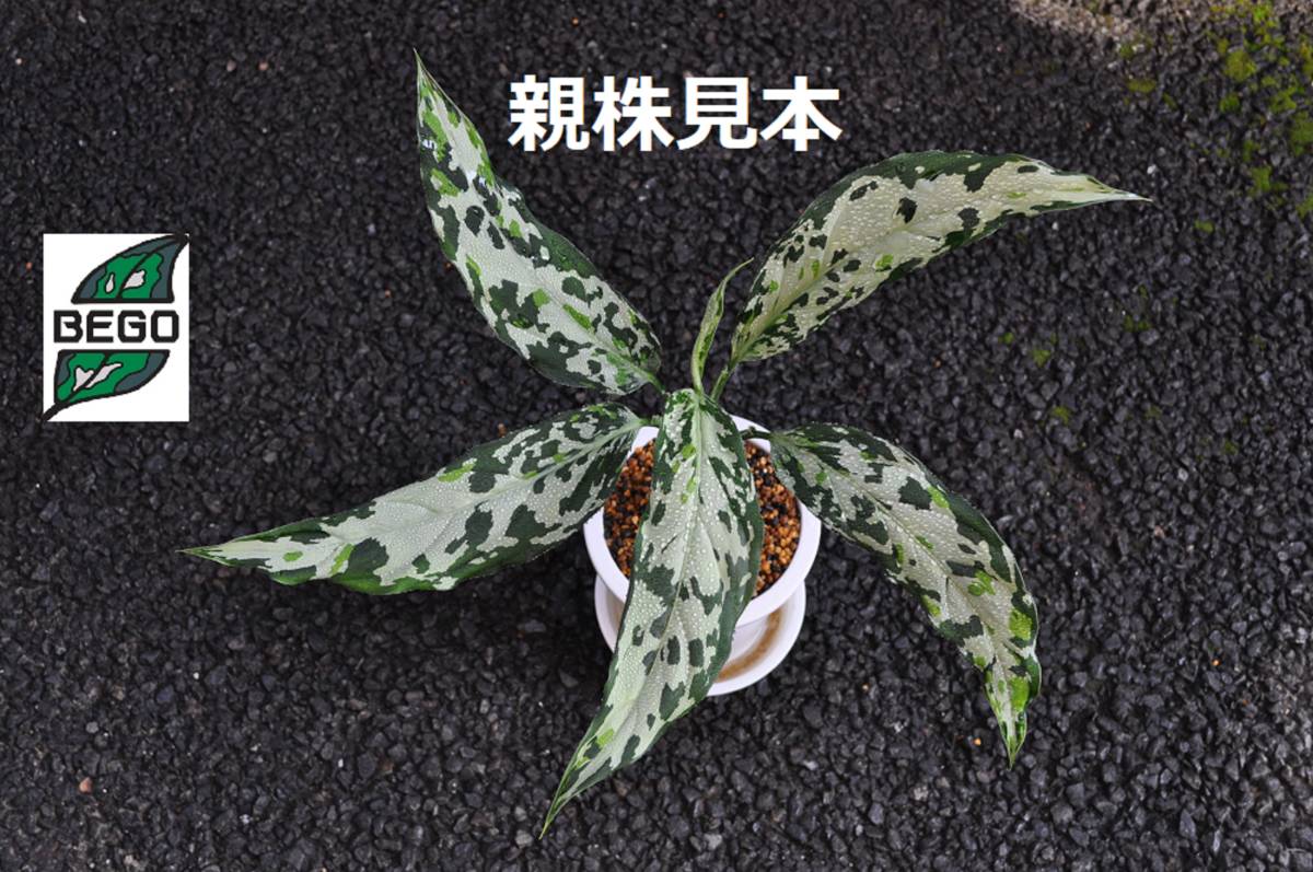 ★BEGO-SELECT★アグラオネマ　ANGホワイトブラン★Aglaonema pictum "Model-White Bulan" From Pulau Nias 【ANG-PF-00003】★