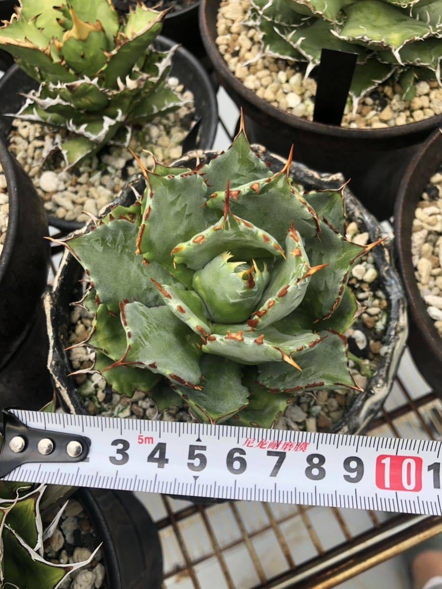 アガベ 姫蠍蟹 蠍蟹B Agave | - ハイブリッド Yahoo!オークション
