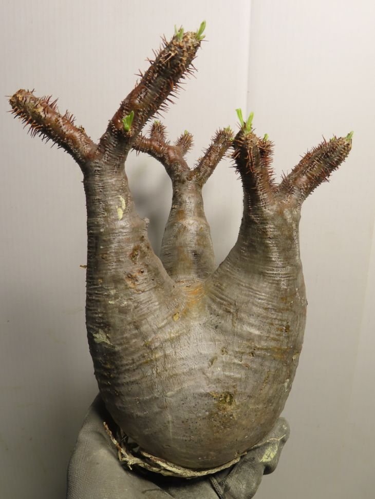 ナ8450 「塊根植物」パキポディウム グラキリス ML 抜き苗【8/10最新到着・マダガスカル・gracilius・根切り画像要確認】