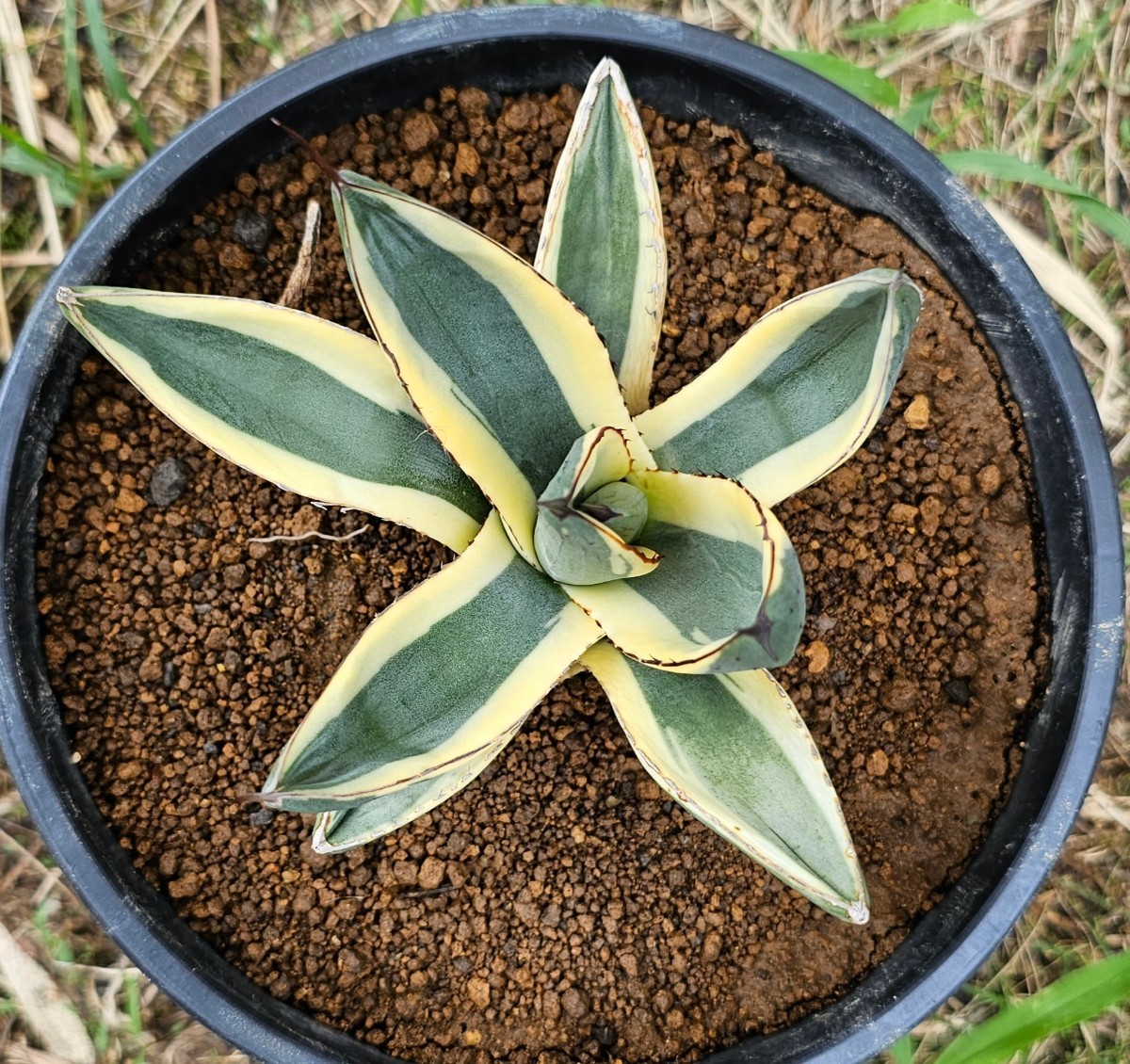 希少 白斑入 アガベ Agave グレートホワイト シャークスキン グレイト