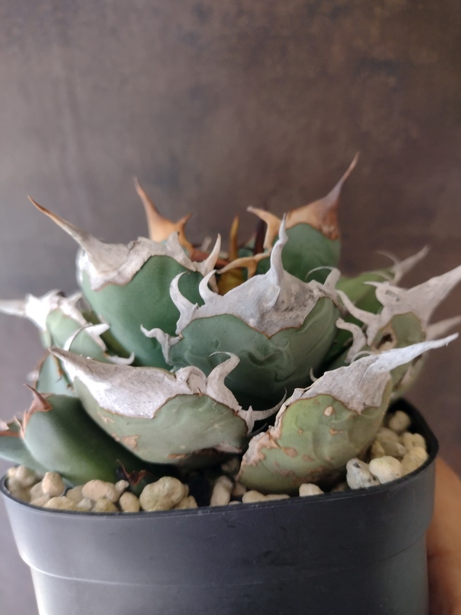 AGAVE TITANOTA オアハカ オテロイ】現地球 アガベ チタノタ AGAVE TITANOTA オアハカ オテロイ】現地球 アガベ チタノタ