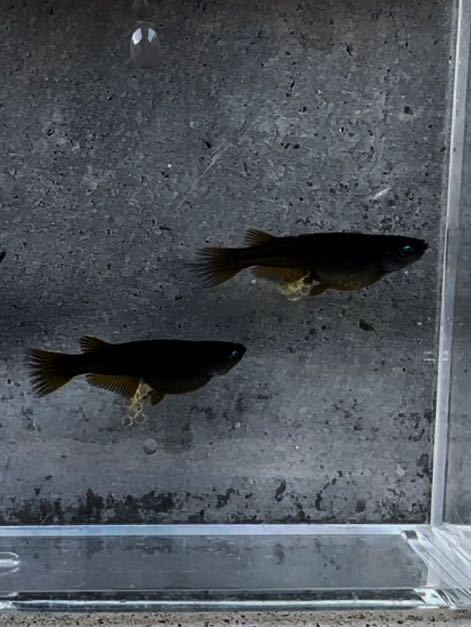 【本家漆黒めだかシュタム様血統】クムブルー　極上トリオ　爆卵状態　即戦力　【現物出品】