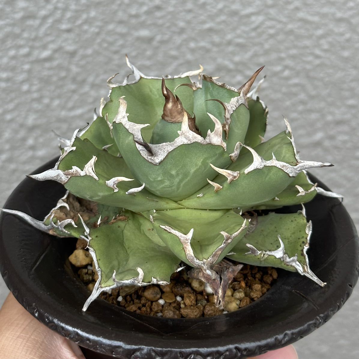 Agave Titanota 海豹 アザラシ フクロウ 台湾株】梟 Agave