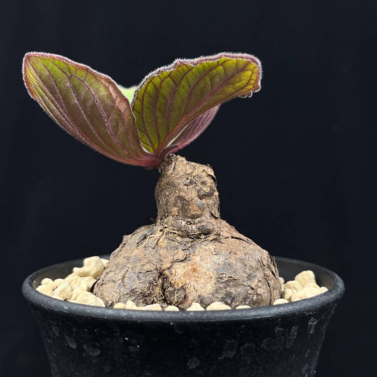 《PW》アエオランサス“アエオランサスsp.，Aeollanthus sp.”塊根 コーデックス 多肉植物