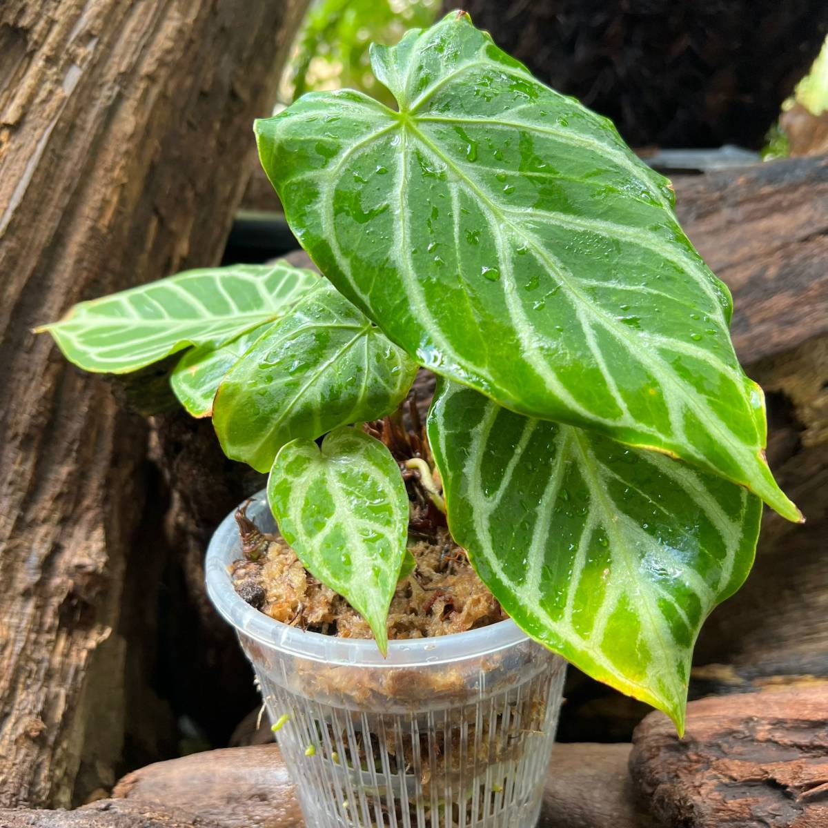 超激レア Anthurium crystallinum'Crystal Hope' アンスリウム