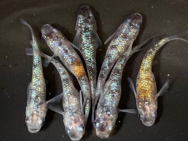 三色ラメブルーメダカ