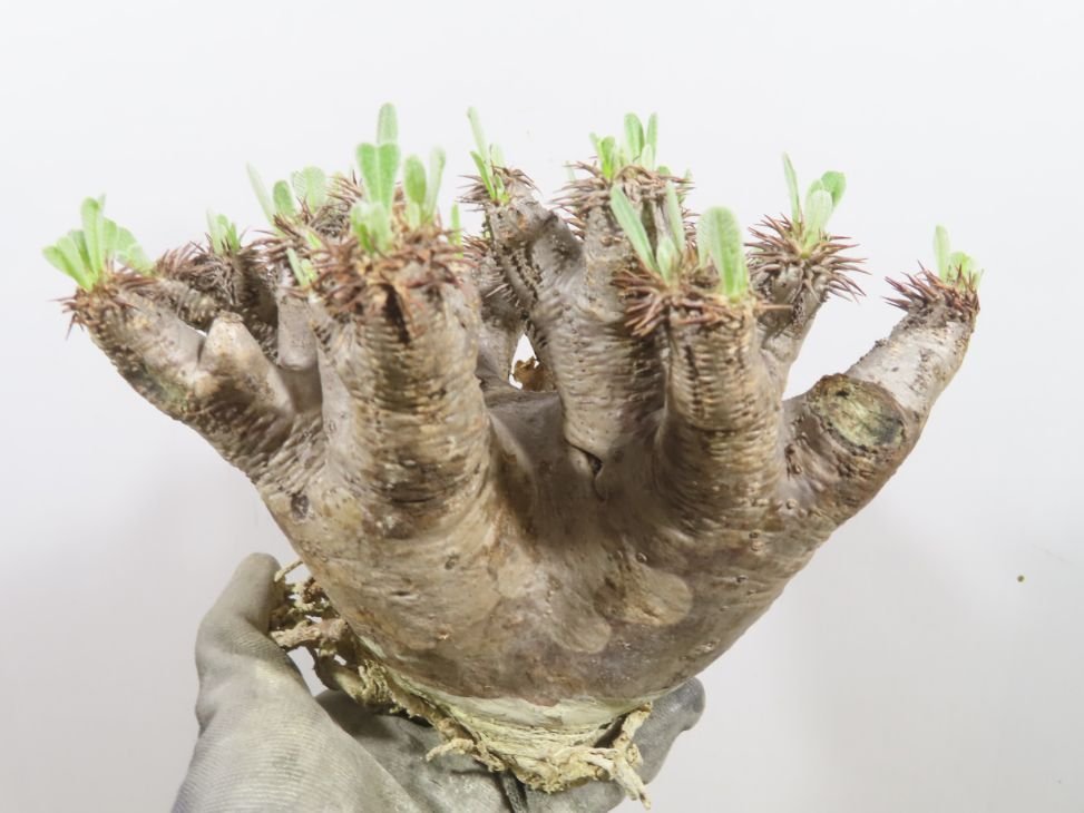 ヌ3060 「塊根植物」パキポディウム エニグマティクム 抜き苗【最新到着・マダガスカル・Pachypodium enigmaticum・根切り画像要確認】