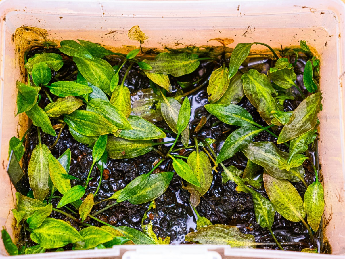 Cryptocoryne nurii 'Diamond Line' from Pulau Lingga [AZ0917-2] (A
