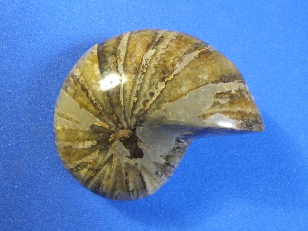 オウムガイ化石 ミンドロ島産 オウムガイ化石（Nautilus）ミンドロ島産