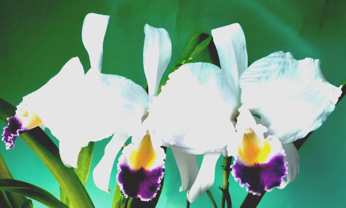 洋蘭原種 C.trianae fma. coerulea ' Felix '　(希少original)