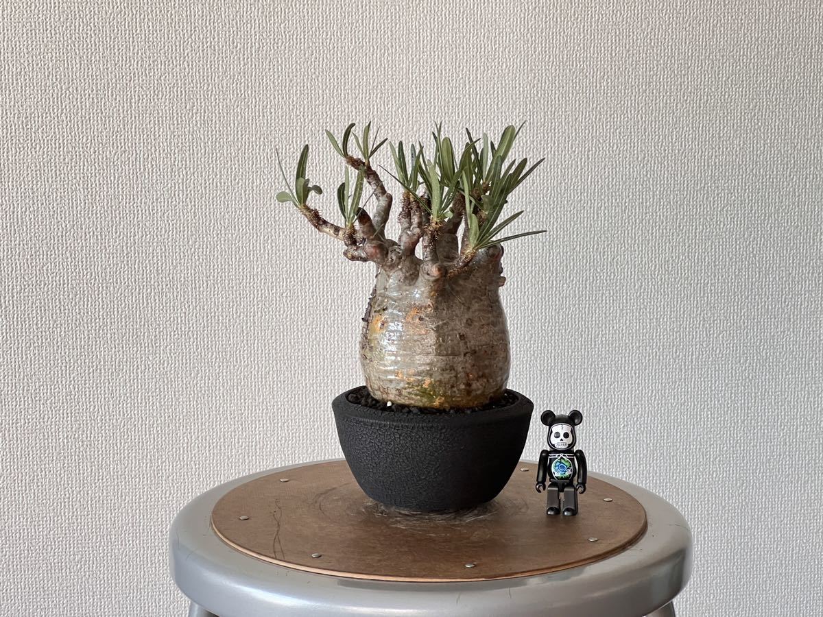 ⑥ パキポディウム グラキリス 象牙宮 塊根 植物 現地株 コーデックス