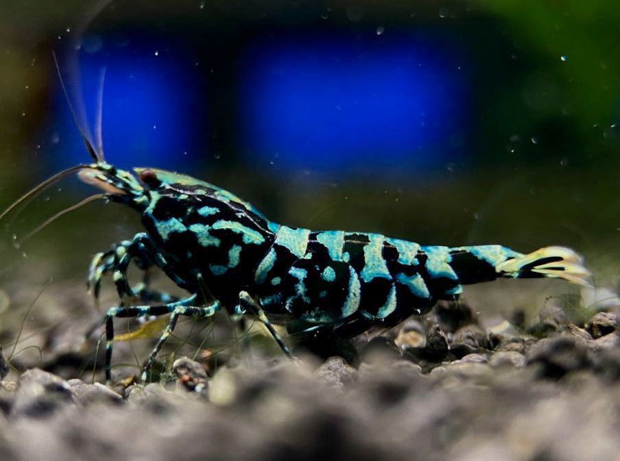 同梱用 HY Shrimp 】ブラックギャラクシー ブルー系雌2匹（抱卵1匹） こ度は