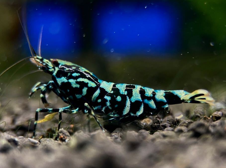 HY Shrimp 】ブラックギャラクシー ブルー系雌2匹（抱卵1匹） こ度は