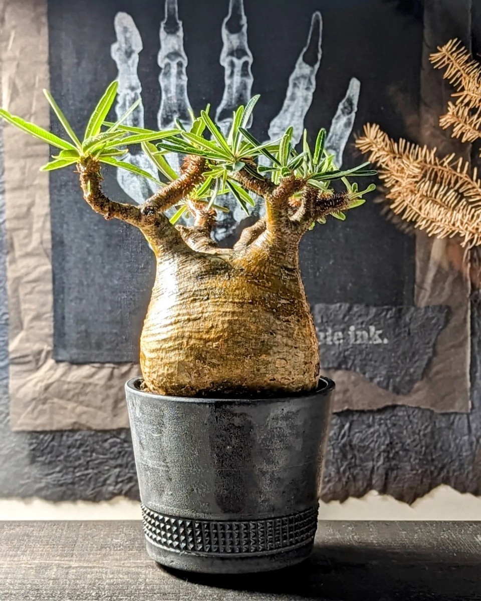 コレクション株 パキポディウム グラキリス アンボンゲンセ オペルクリカリア パキプス フォークイエリア アガベ チタノタ 亀甲竜 ホリダス